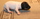 6 Tage alt